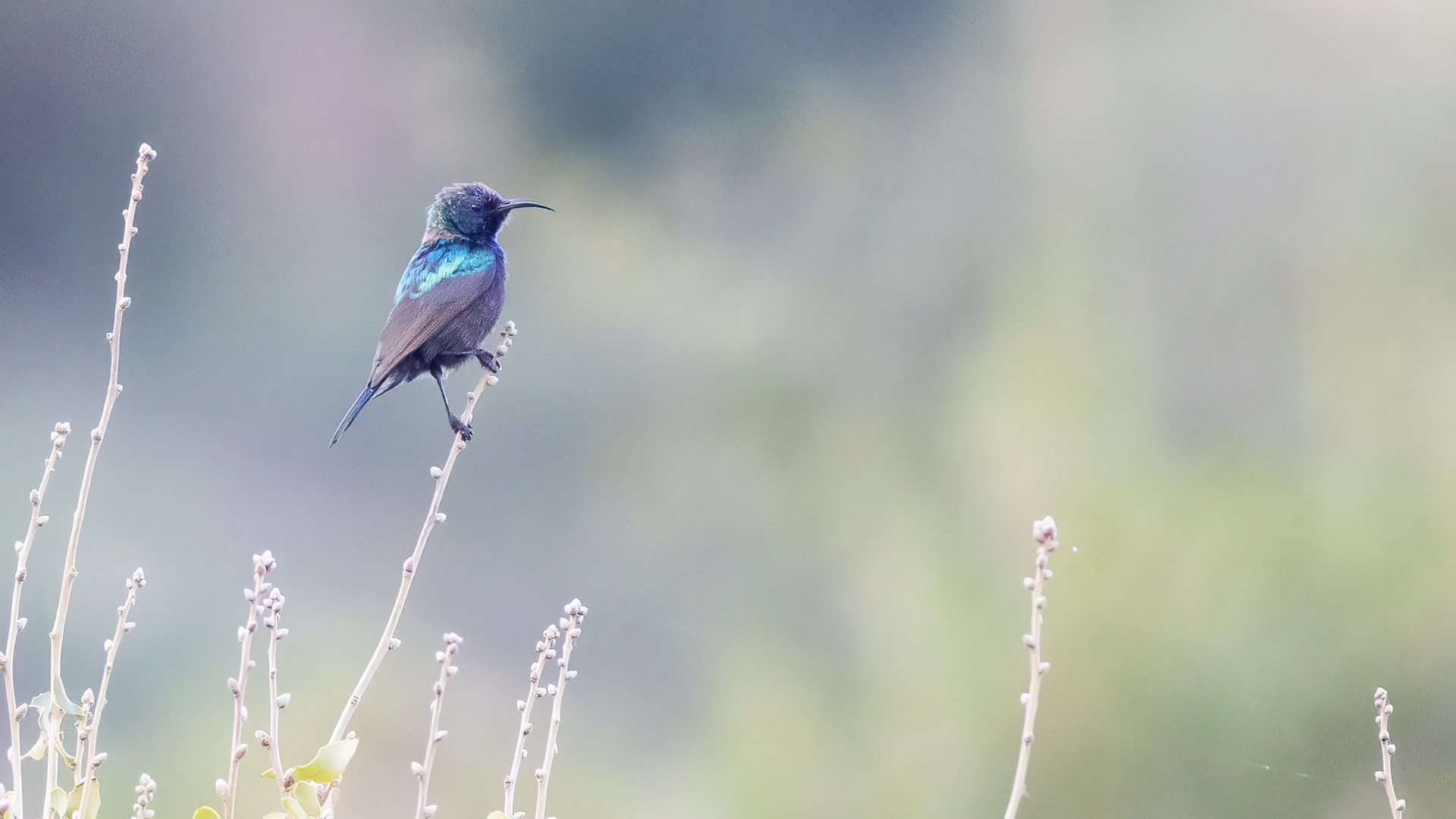 Palestine Sunbird